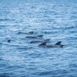Madeira : Whales and Dolphins wooden boat excursion - The Practicalities: What to Know Before Booking