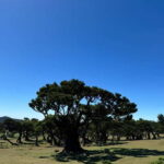 Madeiral de Jeep: (Skywalk, Seixal, Porto Moniz, Fanal) - Who Will Love This Tour?