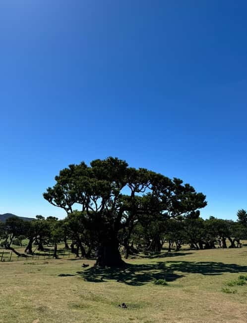 Madeiral de Jeep: (Skywalk, Seixal, Porto Moniz, Fanal) - Who Will Love This Tour?