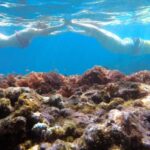 Madeiras Marine Reserve: Kayak & Snorkelling Trip - Final Thoughts: Is It Worth It?