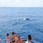 Mallorca: 2-Hour Dolphin Watching Cruise & Glass-Bottom Boat - Who Should Book This Tour?