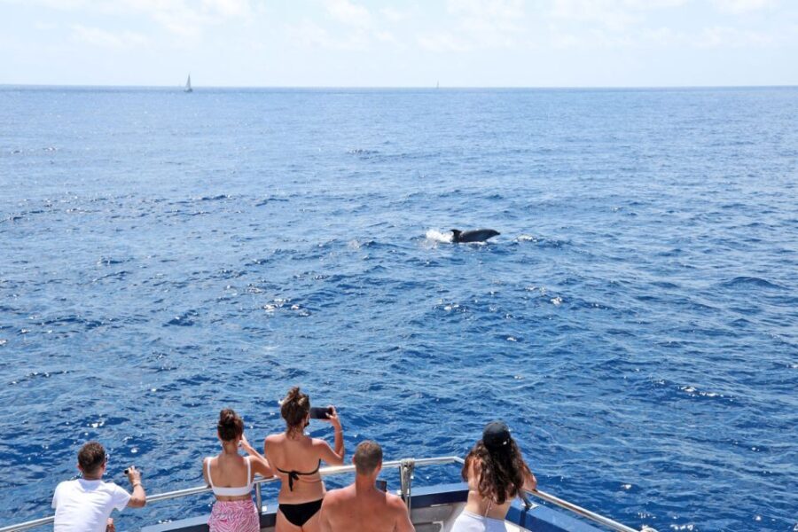 Mallorca: 2-Hour Dolphin Watching Cruise & Glass-Bottom Boat - Who Should Book This Tour?