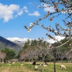 Mallorca: Almond Blossom Minivan Tour with tasting - GERMAN - Who Will Love This Tour?