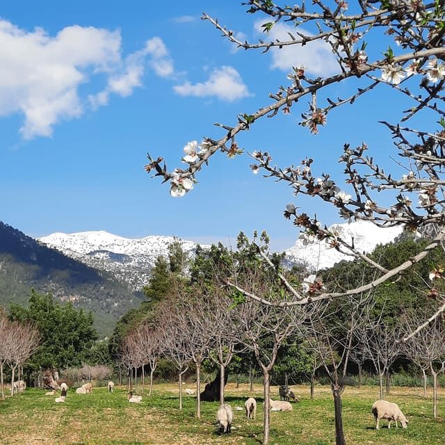 Mallorca: Almond Blossom Minivan Tour with tasting - GERMAN - Who Will Love This Tour?