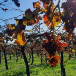 Mallorca: Bodega & Olives Minibustour with wine/oil tasting - Who This Tour Suits Best