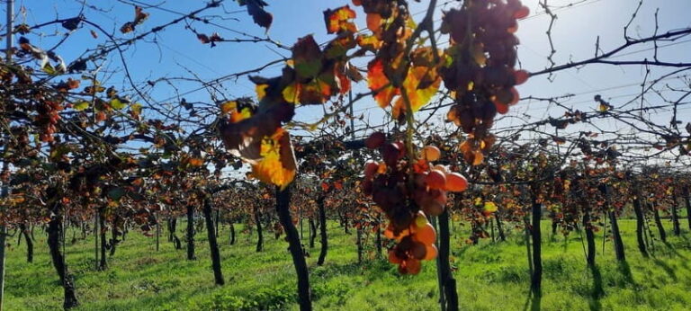 Mallorca: Bodega & Olives Minibustour with wine/oil tasting - Who This Tour Suits Best