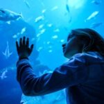 Mallorca: Dolphin Watching Cruise - Practical Details and What to Expect