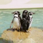 Mallorca: Marineland Tickets with Transfers from the North - Key Points