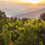 Mallorca: Sunset Wine Tasting Minibus Tour - ENGLISH GUIDE - Detailed Breakdown of the Itinerary