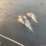 Malta Gozo Comino: Full Day Sailing Charter - What Makes This Tour Stand Out?