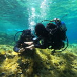 Malta: St. Paul's Bay 1 Day Scuba Diving Course - Analyzing the Value