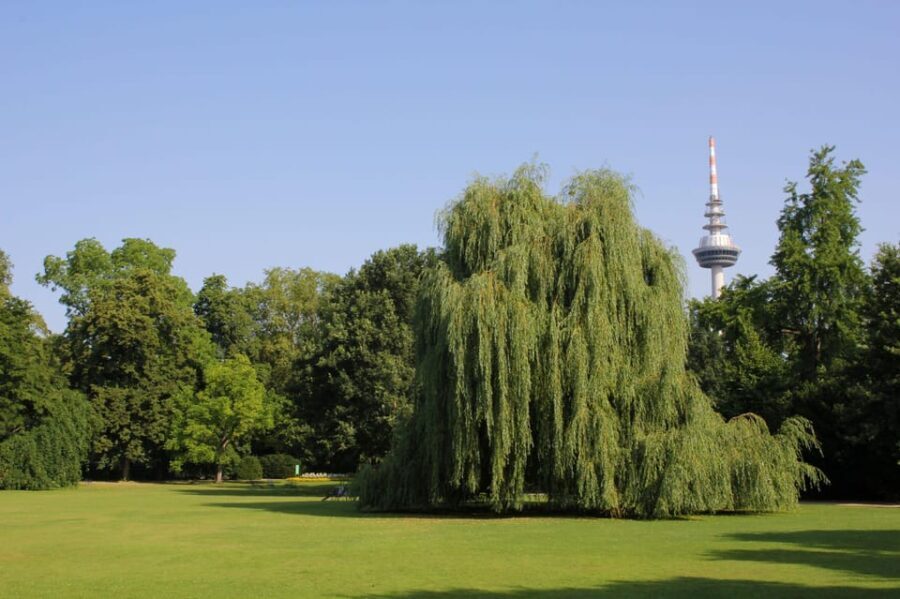 Mannheim, guided park tour: Luisenpark - The Sum Up