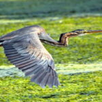 Mantua: Panoramic city navigation + protected oasis + guide on board - The Value of the Experience