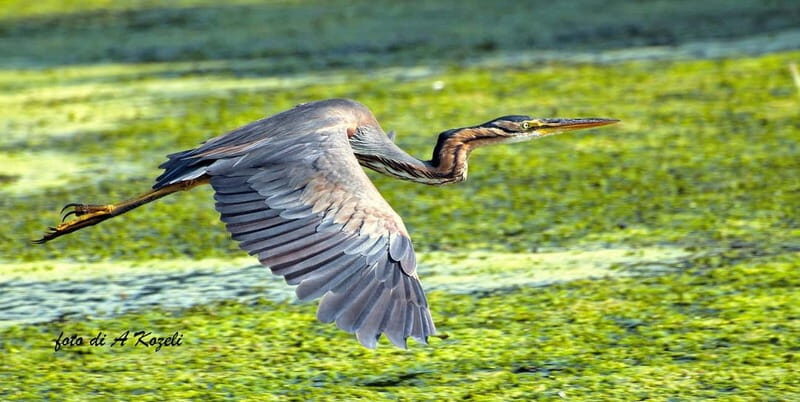 Mantua: Panoramic city navigation + protected oasis + guide on board - The Value of the Experience