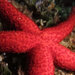 Marina Baie des Anges boat trip to the Pelagos Sanctuary - What’s Included and What’s Not