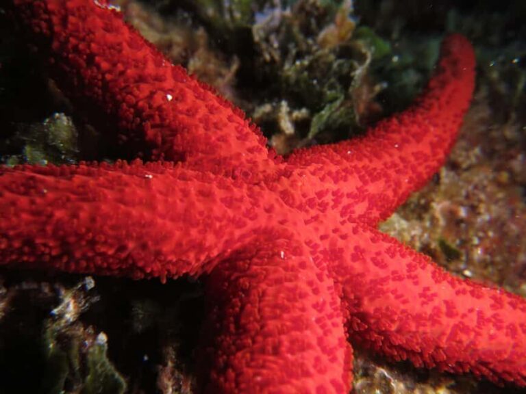 Marina Baie des Anges boat trip to the Pelagos Sanctuary - What’s Included and What’s Not