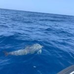 Marine EcoSafari: Whale Watching in a Luxury Zodiac with Hydrophone - What’s Included and What to Keep in Mind