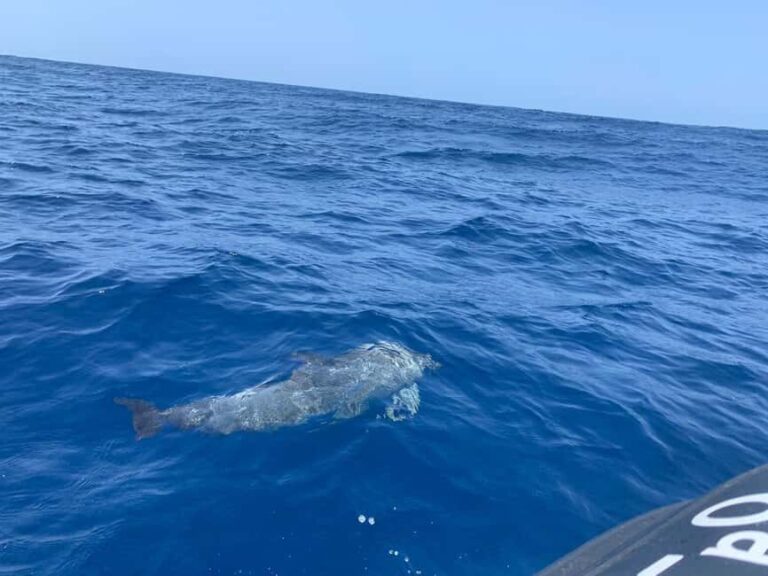 Marine EcoSafari: Whale Watching in a Luxury Zodiac with Hydrophone - What’s Included and What to Keep in Mind