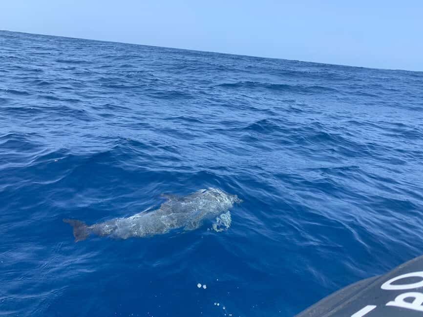 Marine EcoSafari: Whale Watching in a Luxury Zodiac with Hydrophone - What’s Included and What to Keep in Mind