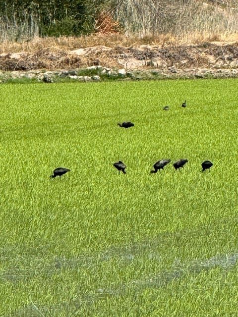 Melides: Moto 4 | Rice fields & Coastal Tour - What’s Included and Practical Details