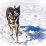 Meltosjärvi: Self Driving Husky Tour - Lake Trail Experience - The Kennel Visit: Meet the Canine Stars