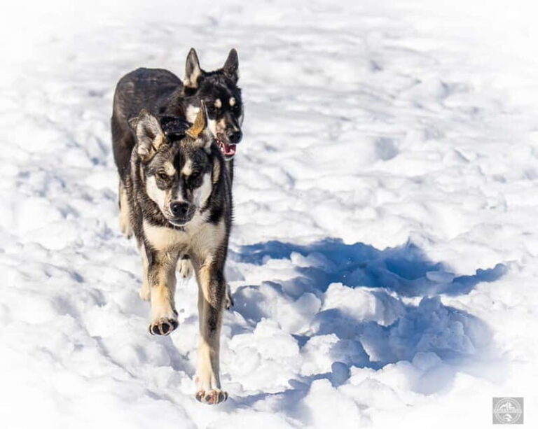 Meltosjärvi: Self Driving Husky Tour - Lake Trail Experience - The Kennel Visit: Meet the Canine Stars