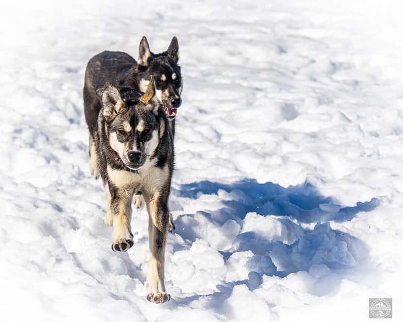 Meltosjärvi: Self Driving Husky Tour - Lake Trail Experience - The Kennel Visit: Meet the Canine Stars