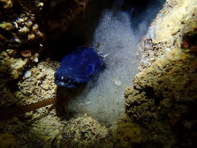 Menorca: 1 single dive (IMPORTANT: Certification REQUIRED) - Who Is This Tour Best For?