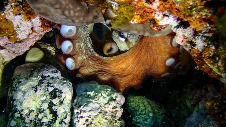 Menorca: Cala Galdana Try Scuba Diving for Beginners - The Itinerary in Detail