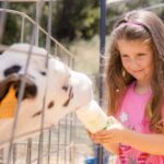 Menorca: Guided visit to the Subaida cheese factory, - The Sum Up