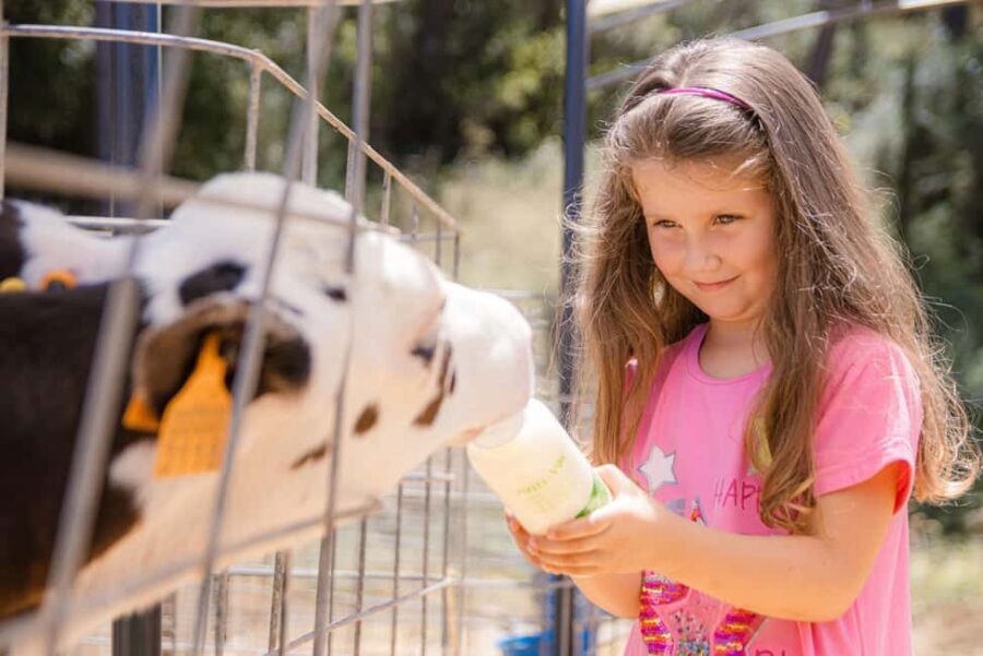 Menorca: Guided visit to the Subaida cheese factory, - The Sum Up