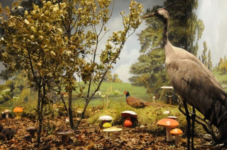 Meteora: Natural History Museum and Mushroom Museum Tour - A Closer Look at What You’ll Experience