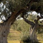 Midday Olive Oil Tour and Visit to Old Town of Belchite - How This Tour Provides Real Value