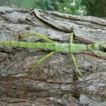 Milano Marittima: Casa delle Farfalle Entry Ticket - Practical Details and Tips