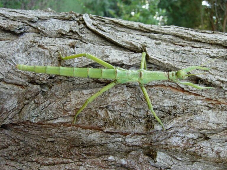 Milano Marittima: Casa delle Farfalle Entry Ticket - Practical Details and Tips