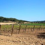 Miquel Jané Winery: tour with audio guide - Is the Price of $9 Worth It?