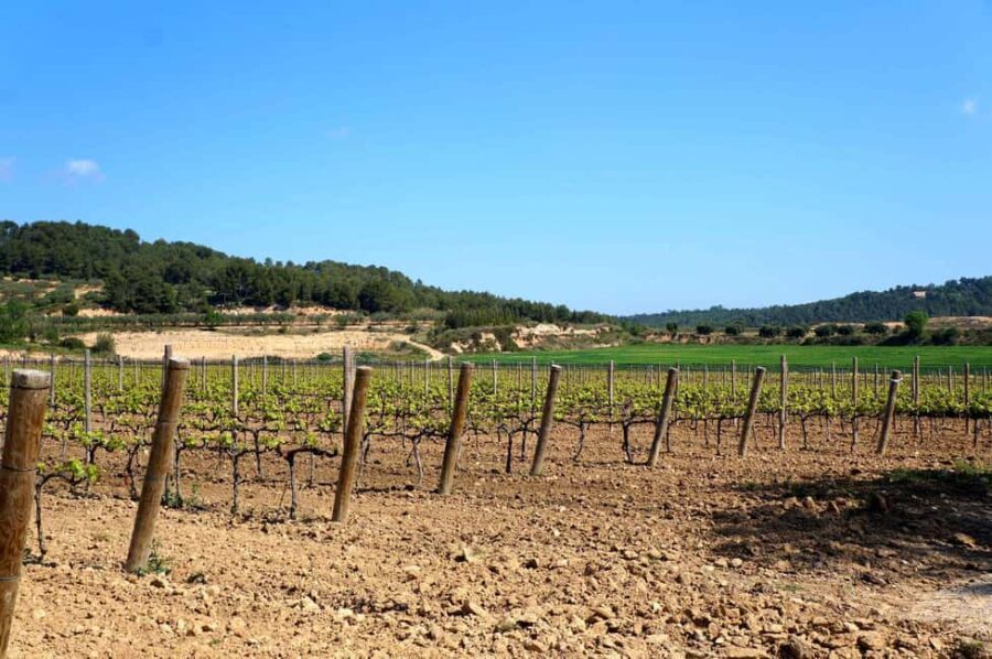 Miquel Jané Winery: tour with audio guide - Is the Price of $9 Worth It?