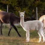 Mödling/Vienna: Scenic Guided Hike with Alpacas and Llamas - The Itinerary in Detail