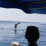 Molat Island Dolphin Watching Boat Tour 6hours TOUR - Who Should Consider This Tour?