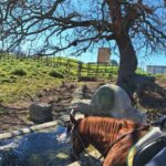 Mongrando: Horseback Ride with Lunch or Dinner - Key Points