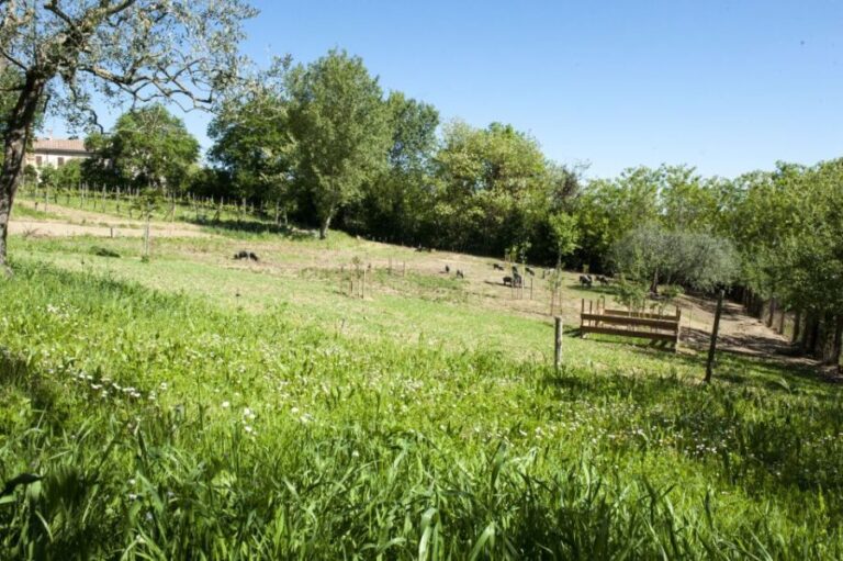 Montepulciano: Cinta Senese Tour With Food Tasting - Practical Details & Tips