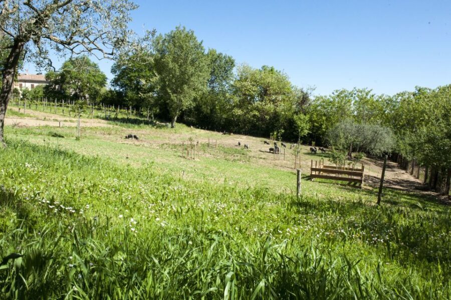 Montepulciano: Cinta Senese Tour With Food Tasting - Practical Details & Tips
