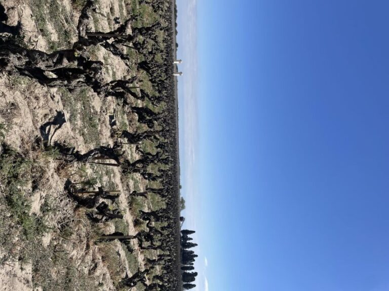 Montpellier : half day wine tour in Camargue - The Itinerary in Detail: What to Expect