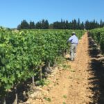 Montpellier Wine and Oyster Tour - Who This Tour Is Best For