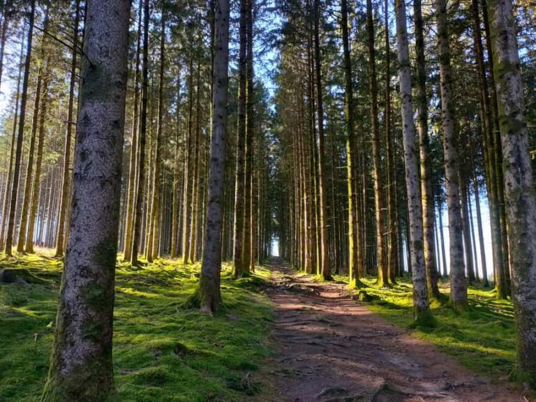 Monts de Guéret: Guided hike to the summit of Maupuy - Who Will Love This Tour?