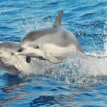 Morro Jable: Dolphin & Whale Watching Cruise, Drinks & Swim - Final Thoughts