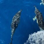 Morro Jable: Sailing Boat Excursion with Food and Drinks - The Food and Drinks