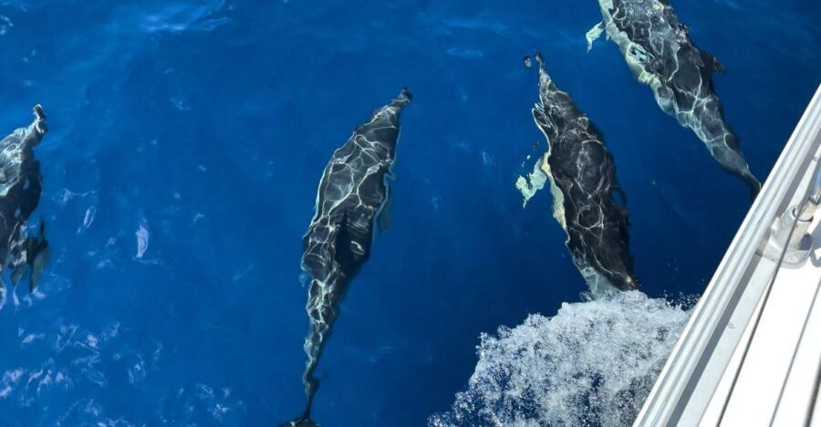 Morro Jable: Sailing Boat Excursion with Food and Drinks - The Food and Drinks