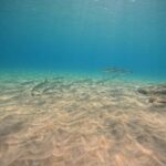 Morro Jable: Try Out Diving, No Prior Experience Needed! - The Itinerary in Detail