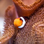 Munich: Day Ticket to Sea Life - The Value of Your Ticket